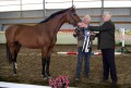 Final Inspection of young horses 2013